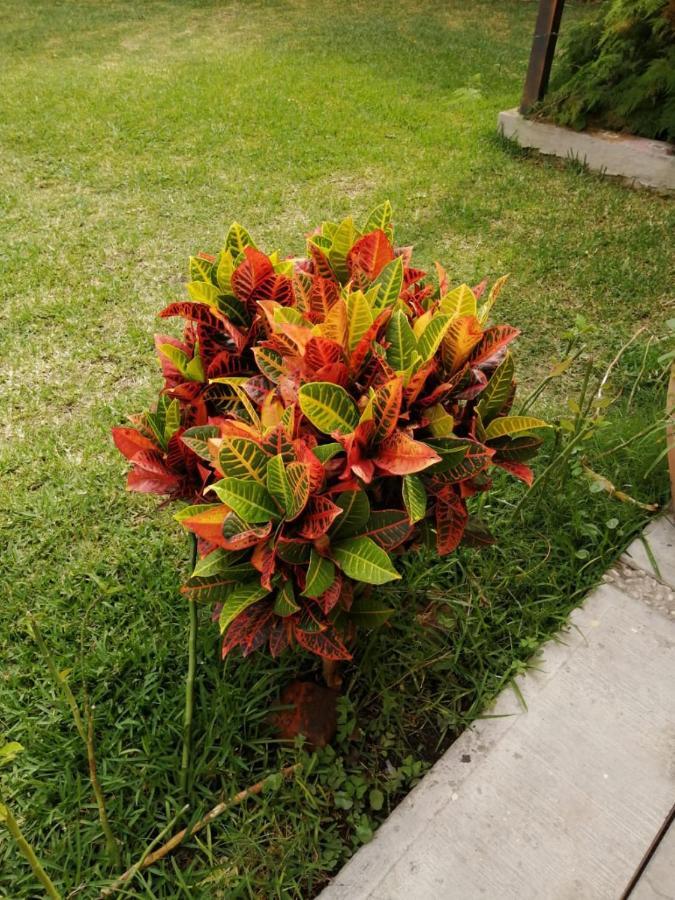 Hotel Quinta Del Descanso Cuautla  Bagian luar foto